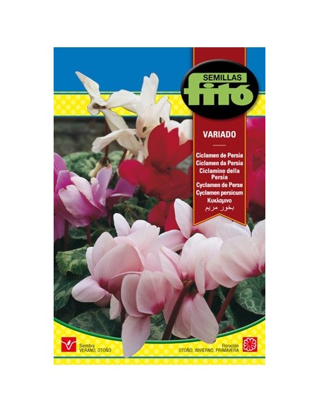 Semilla Cyclamen de Persia
