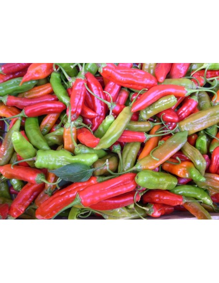 Semilla pimiento Peronet (ecológica)