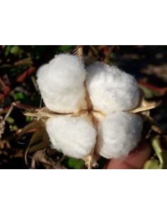 Semilla algodón (ecológica)