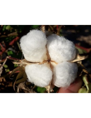 Semilla algodón (ecológica)
