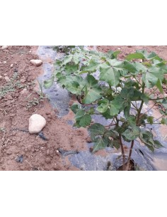 Semilla algodón (ecológica) 2