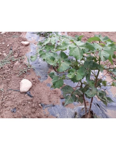 Semilla algodón (ecológica)