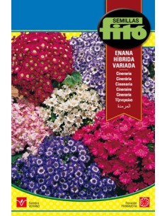 Semilla Cineraria enana híbrida variada