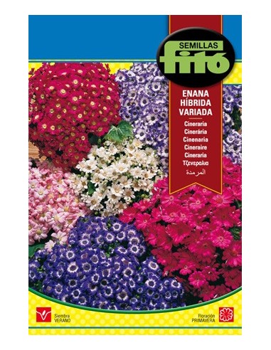 Graine de Cineraria Naines Variées (hybride).