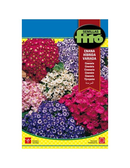 Graine de Cineraria Naines Variées (hybride).