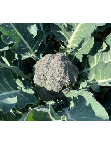 Semilla Brócoli Guevara F1 (híbrida) (otoño-iniverno) (1.000 semillas)