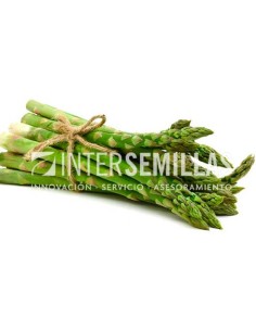 Semilla espárrago Apollo F1 (híbrida) (vigoroso y precoz) (1.000 semillas)