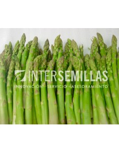 Semilla espárrago Grande F1 (híbrida) (vigoroso y precoz) (1.000 semillas)