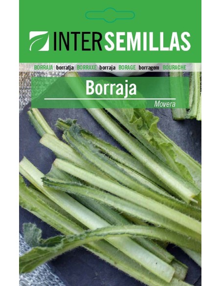 Llavor Borratja Movera