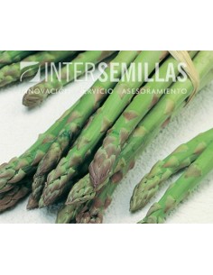 Semilla espárrago Apollo F1 (híbrida) (vigoroso y precoz) (1.000 semillas)