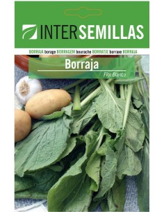 Semente de borragem flor branca