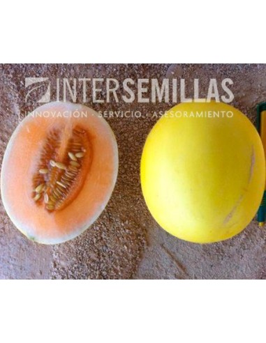 Semilla melón Melado F1 (híbrida) (Melado carne naranja) (1.000 semillas)