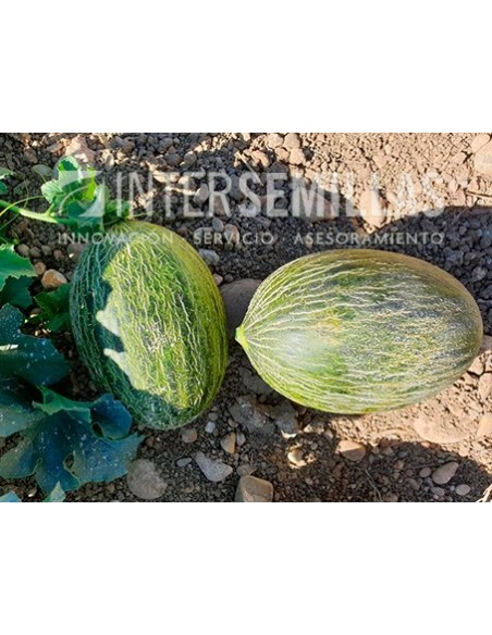 Semilla melón Chanza F1 (híbrida) (Piel de sapo, multizonal) (1.000 semillas)