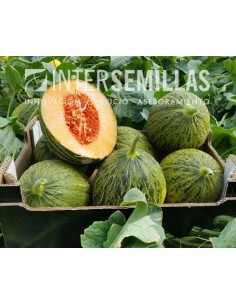 Graine de Melon Pinazo F1 (hybride) (Piel de sapo, viande d'orange)  (1.000 Graine)