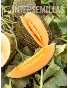 Graine de Melon Sorolla F1 (hybride) (Piel de sapo, viande d'orange)  (1.000 Graine)