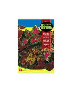 Semilla Coleus Arco iris