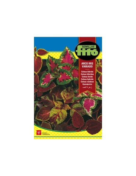 Llavor Coleus Arco iris
