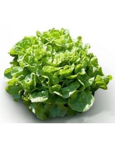 Semilla Lechuga Kyrio (1.000 semillas)