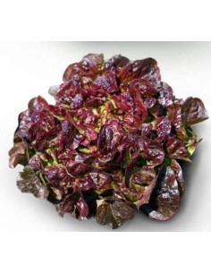 Semilla Lechuga Bellino (1.000 semillas)