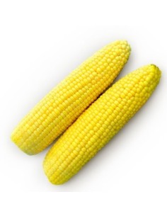 Graine de Maïs Sucré Jubilee.
