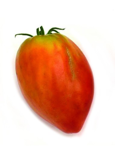 Semente de tomate Pikoluze (tradicional basco)