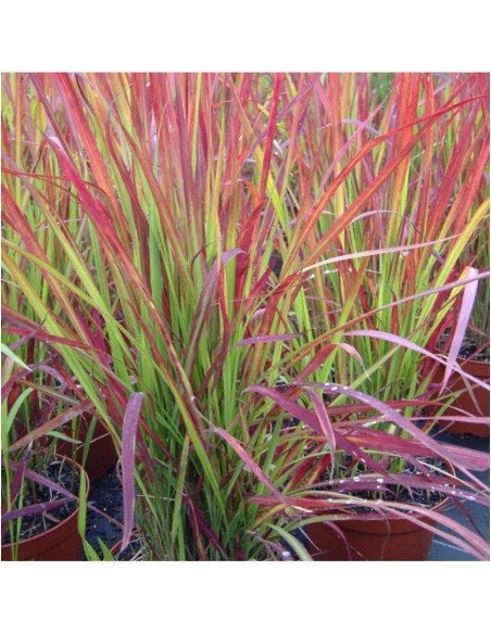 Imperata cylindrica 'Red Baron'