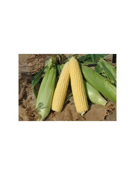 Semences de maïs super sucré SF 681 (100 000 graines)