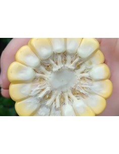 Semences de maïs super sucré SF 681 (100 000 graines) 2
