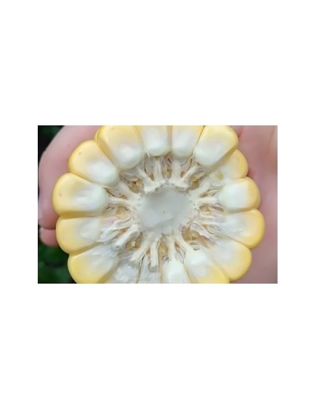 Semences de maïs super sucré SF 681 (100 000 graines)