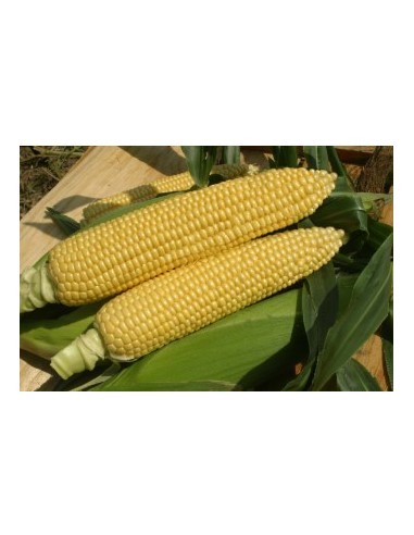 Semences de maïs super sucré SF 1282 (100 000 graines)