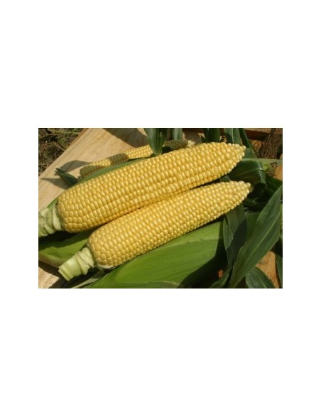 Semences de maïs super sucré SF 1282 (100 000 graines)