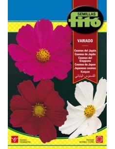 sementes de cosmos de Japão em Germigarden