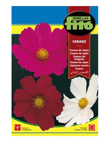 sementes de cosmos de Japão em Germigarden