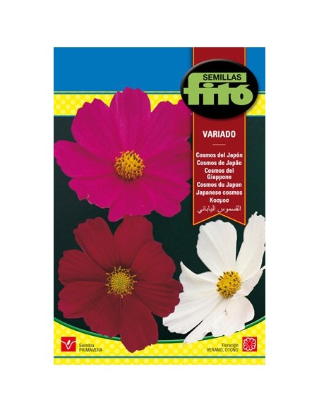 sementes de cosmos de Japão em Germigarden