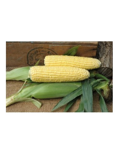 Semences de maïs super sucré SF 1282 (100 000 graines)