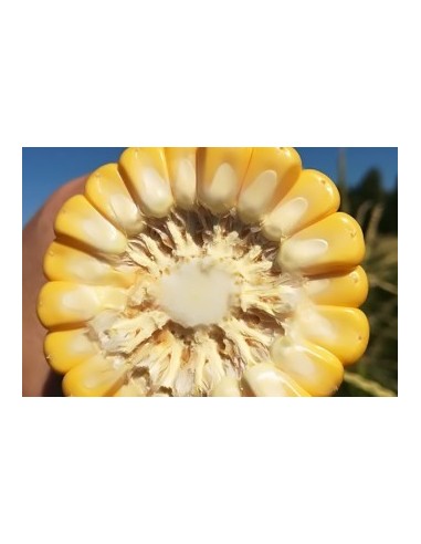 Semences de maïs super sucré SF 1282 (100 000 graines)
