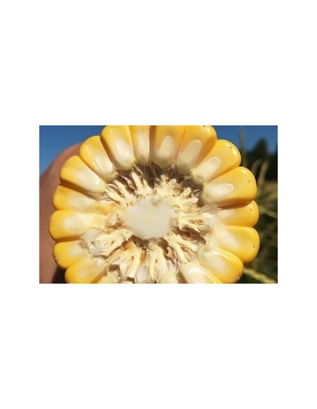 Semences de maïs super sucré SF 1282 (100 000 graines)