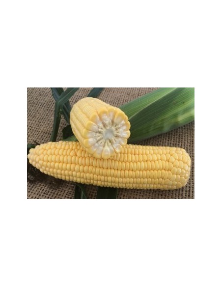 Semences de maïs super sucré SF 1770 (100 000 graines)