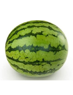 Graine de pastèque Pilar F1 (hybride) (1 000 graines) 2