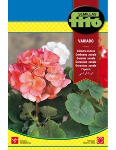 Semente de gerânio zonal variada em Germigarden