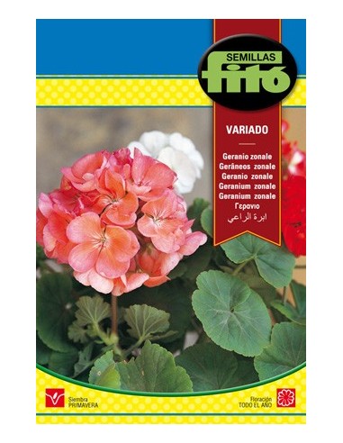 Semente de gerânio zonal variada em Germigarden
