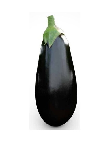 Graine d'aubergine Vanesa F1 (hybride) (1.000 graine)