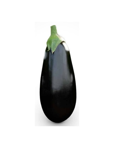 Graine d'aubergine Vanesa F1 (hybride) (1.000 graine)