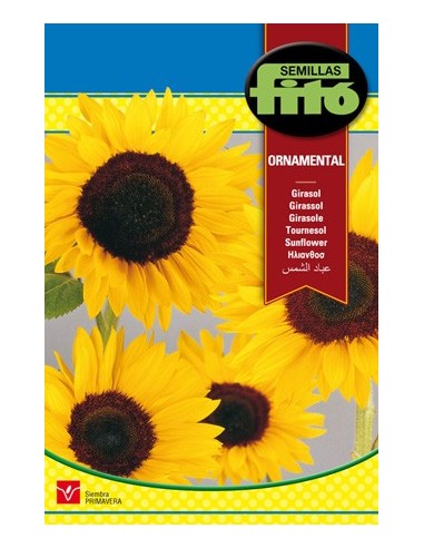 Graine de Tournesol Ornementale.