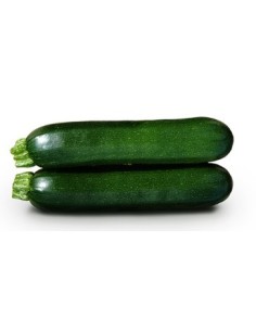 Semilla Calabacín Tiziano F1 (híbrida ecológica) (1.000 semillas)