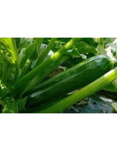 Semilla Calabacín Tiziano F1 (híbrida ecológica) (1.000 semillas) 2