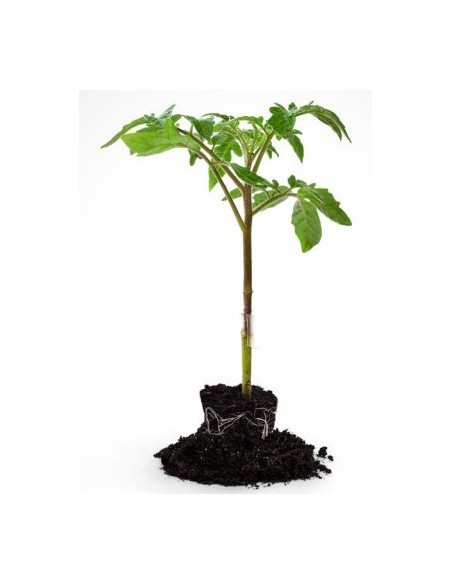 Semente Porta-enxerto de tomate Tornix F1 (híbrida) 1.000 semente)