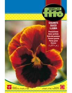 Semente de amor-perfeito gigante Suíço em Germigarden