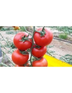 Semilla tomate Suca F1 (híbrida) (1.000 semillas) 2