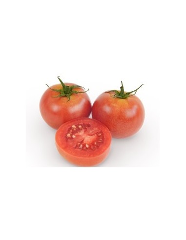 Semilla tomate Sarristra F1 (híbrida) (1.000 semillas)